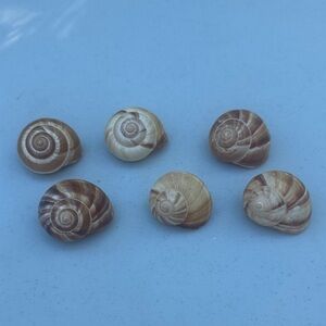 Natural Brown and Tan Snail Shells, Cepaea Hortensis Shells, Set of 6